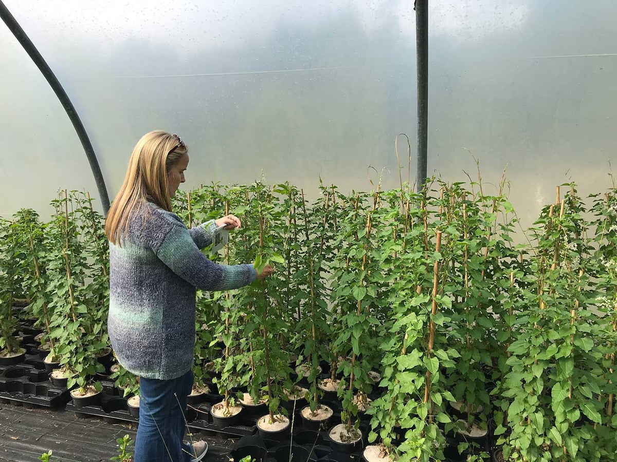 Russian Vine Climber polygonum baldschuanicum Mile a Minute 23ft