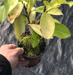 20 Cherry Laurel Hedging - Seconds - 20-30cm (Some Leaf Damage Still Fine)