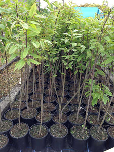 1 Sweet Chestnut Trees - Apx 40-60cm - Castanea Sativa - Edible Nuts - 3L Pot