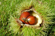 Load image into Gallery viewer, 1 Sweet Chestnut Trees - Apx 40-60cm - Castanea Sativa - Edible Nuts - 3L Pot
