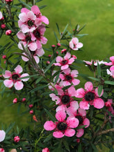 Load image into Gallery viewer, 2 Tea Tree Plants - Leptospermum scoparium &#39;Martini&#39; - Red/Pink in Pots
