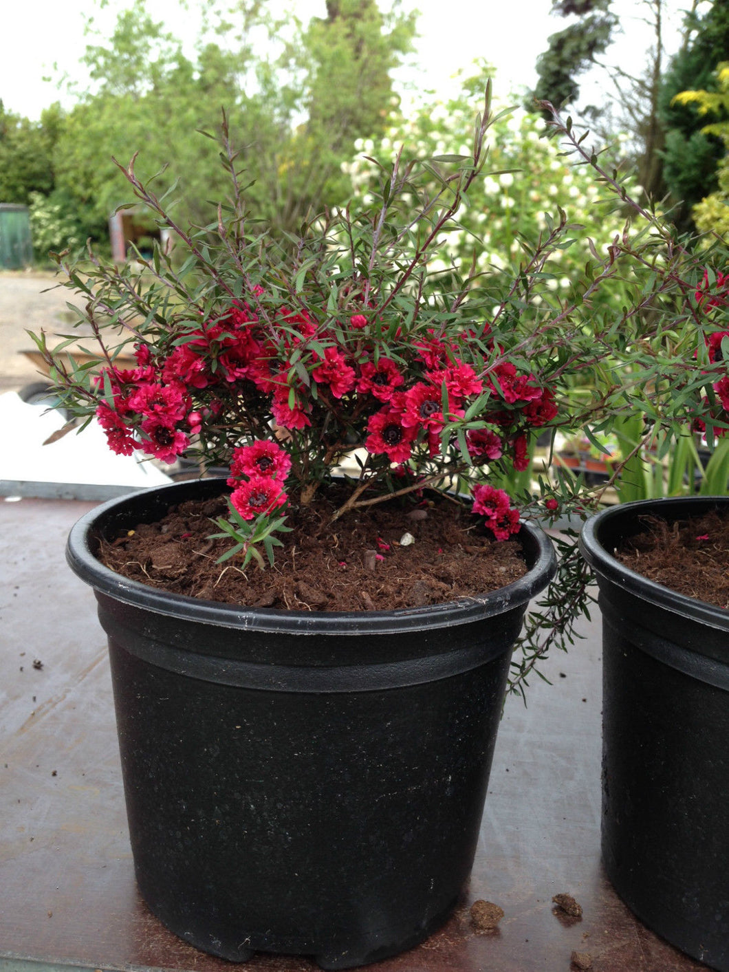 3 Tea Tree Plants - 40-60cm - Leptospermum scoparium 'Martini' - Pink Flowers - 2L Pots