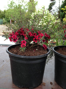 2 Tea Tree Plants - 40-60cm - Leptospermum scoparium 'Martini' - Pink Flowers - 2L Pots
