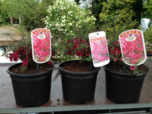 3 Tea Tree Plants - 40-60cm - Leptospermum scoparium 'Martini' - Pink Flowers - 2L Pots