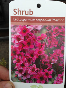 2 Tea Tree Plants - Leptospermum scoparium 'Martini' - Red/Pink in Pots