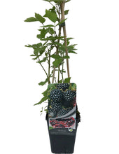 Load image into Gallery viewer, 3 Thornless Blackberry Plants - 40-60cm Tall - 2L Pot - Rubus Fruticosus
