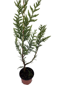 15 THUJA plicata Gelderland - western red cedar - 30-45cm Fast Growing Hedging