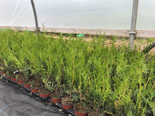Load image into Gallery viewer, 15 THUJA plicata Gelderland - western red cedar - 30-45cm Fast Growing Hedging
