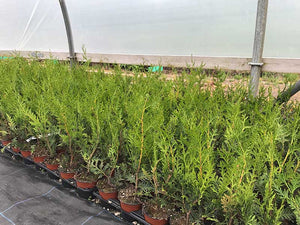 10 THUJA plicata Gelderland - western red cedar - 30-45cm Fast Growing Hedging