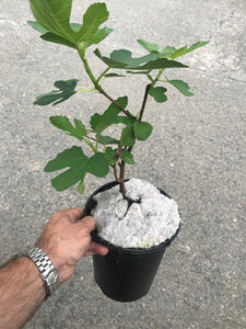 Fig Tree Plant- Brown Turkey Apx 40-60cm Tall - Ficus carica - 3L Pot