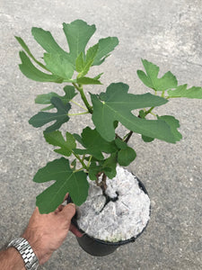 Fig Tree Plant- Brown Turkey Apx 40-60cm Tall - Ficus carica - 3L Pot