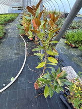 Load image into Gallery viewer, Magnolia grandiflora &#39;Little Gem&#39; (Seconds) - Evergreen 2-3ft (60-90cm)  3L Pot
