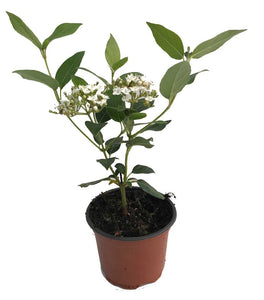 20 Viburnum tinus - Apx 20-30cm Tall in Pots - Laurustinus - Evergreen Hedging