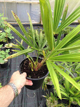 Load image into Gallery viewer, 1 Trachycarpus fortunei Palm Tree in 2L Pots - Hardy
