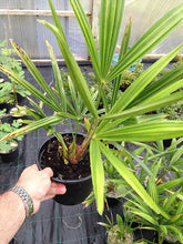 Load image into Gallery viewer, 1 Trachycarpus fortunei Palm Tree in 2L Pots - Hardy
