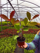 Load image into Gallery viewer, 15 Photinia Red Robin Hedging Plants - approx 25-40cm Tall in Pots
