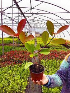 40 Photinia Red Robin Hedging Plants - approx 25-40cm Tall in Pots