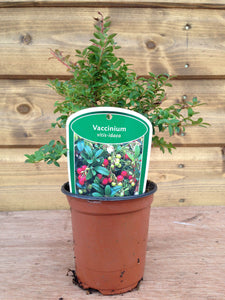 5 Mixed Shrubs - Well Established in Pots - Great Value - 10.5cm Pots
