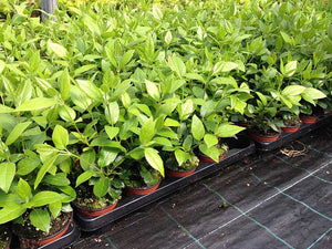 25 Viburnum tinus - Apx 20-30cm Tall in Pots - Laurustinus - Evergreen Hedging