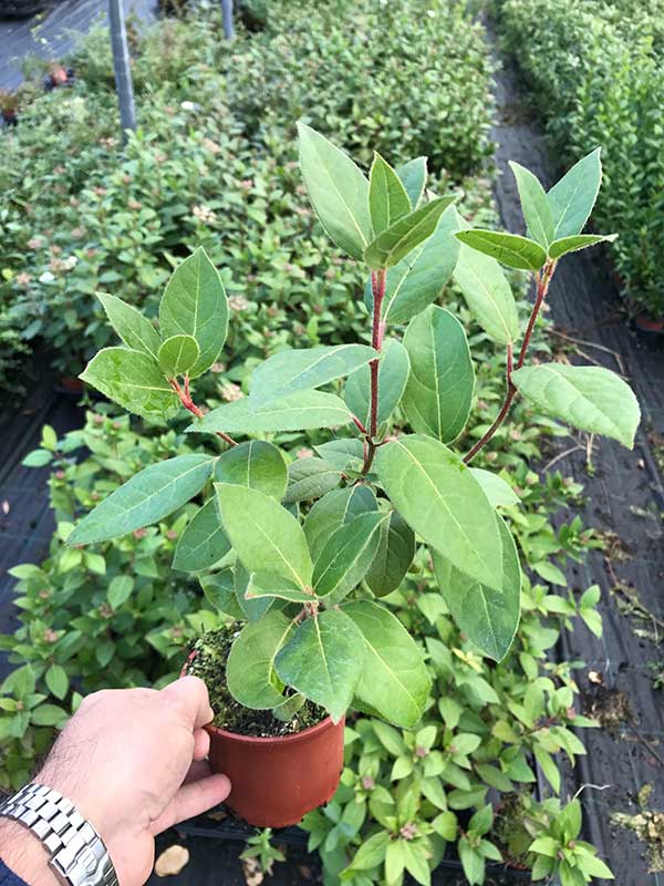 15 Viburnum tinus - Apx 20-30cm Tall in Pots - Laurustinus - Evergreen Hedging