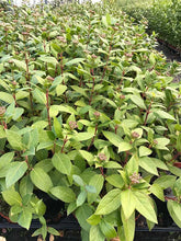 Load image into Gallery viewer, 20 Viburnum tinus - Apx 20-30cm Tall in Pots - Laurustinus - Evergreen Hedging
