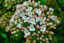 Load image into Gallery viewer, 25 Viburnum tinus - Apx 20-30cm Tall in Pots - Laurustinus - Evergreen Hedging
