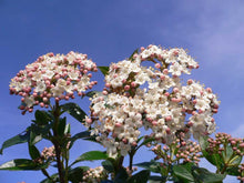 Load image into Gallery viewer, 20 Viburnum tinus - Apx 20-30cm Tall in Pots - Laurustinus - Evergreen Hedging
