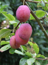 Load image into Gallery viewer, Victoria Plum Tree - Dwarf Variety Great for Smaller Gardens Apx 5-6ft- 3yrs Branched

