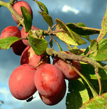 Load image into Gallery viewer, Victoria Plum Tree - Dwarf Variety Great for Smaller Gardens Apx 5-6ft- 3yrs Branched
