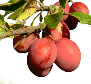 Victoria Plum Tree - Dwarf Variety Great for Smaller Gardens Apx 5-6ft- 3yrs Branched