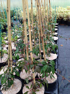 1 Virginia Creeper - Parthenocissus Engelmannii  - 2-3ft Tall in 2L Pot