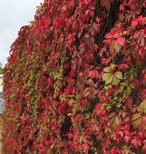 Load image into Gallery viewer, 1 Virginia Creeper - Parthenocissus Engelmannii  - 2-3ft Tall in 2L Pot
