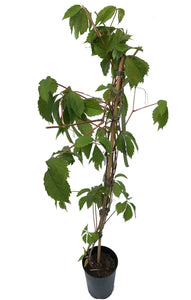 1 Virginia Creeper - Parthenocissus Engelmannii  - 2-3ft Tall in 2L Pot