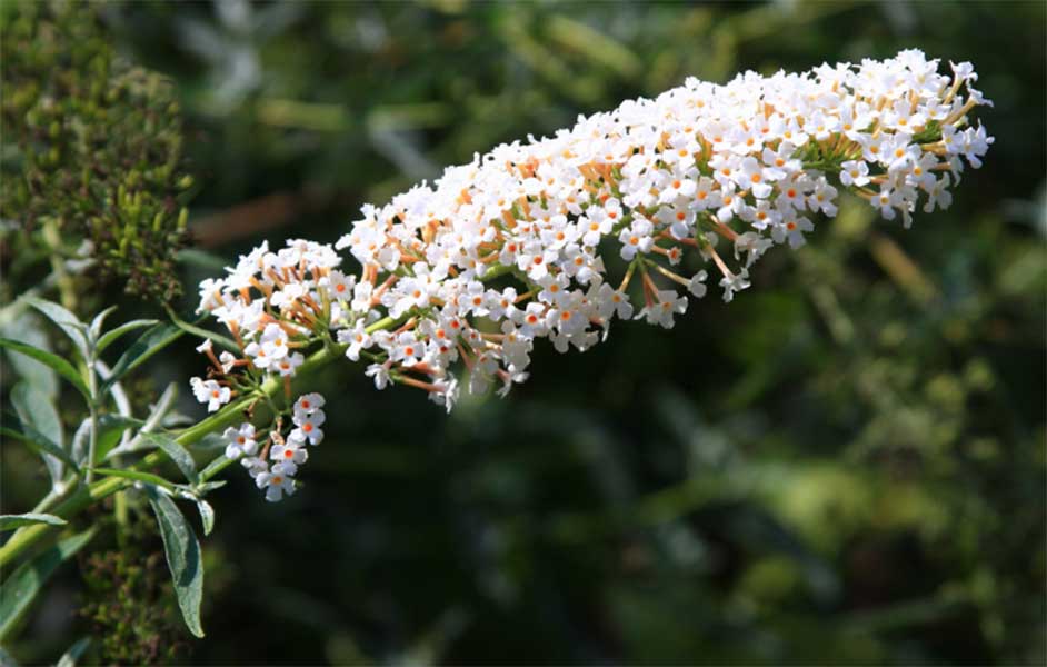 3 Buddleia 'White Profusion' (Seconds) in 2L Pots 2-3ft Tall Buddleja Butterfly Bush