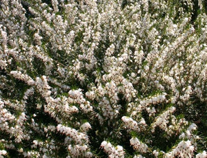 20 Mixed Heather - Winter Flowering, Ground Cover - Red, Pink, Purple, White